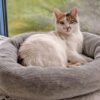 DIY Katzenbett aus Cordstoff