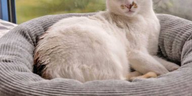 DIY Katzenbett aus Cordstoff