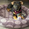 Hundebaby im selbst genähten Hundebett