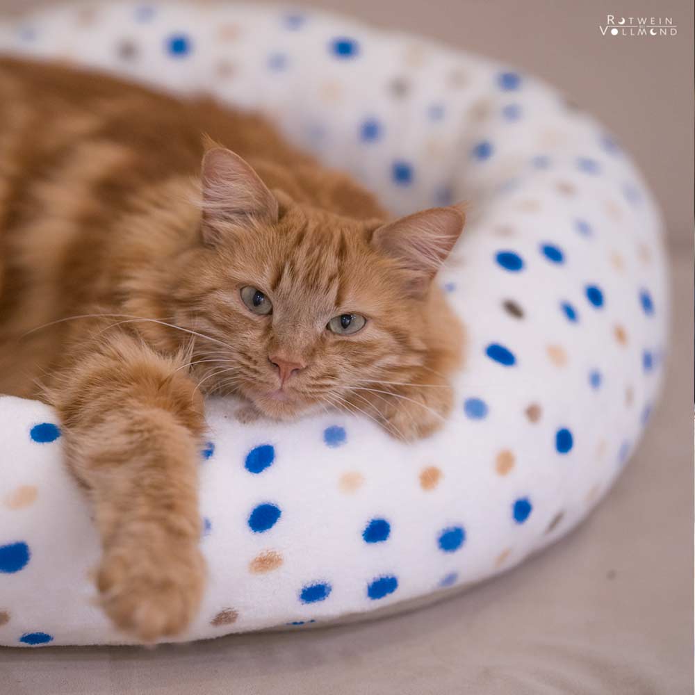 Entspannte Katze im selbst genähten Katzenbett