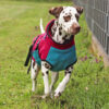 Hundejacke aus Walkloden nähen