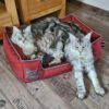 Nähanleitung Katzenbett Katzensofa Hundebett Alma Schnittmuster